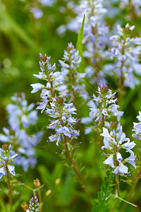 美丽的蓝色花朵自然背景图片