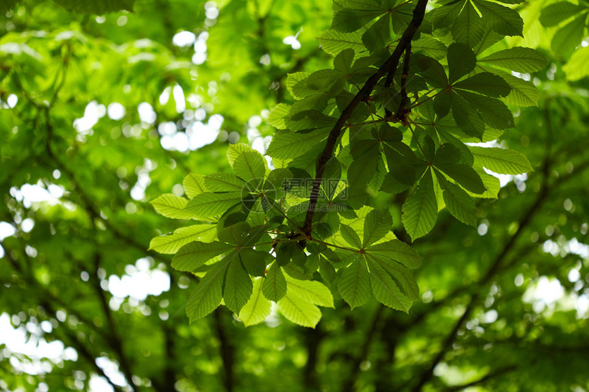 栗树的绿叶自然背景图片