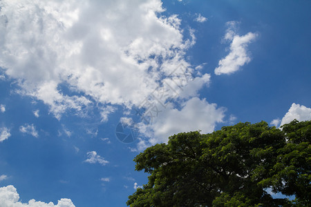 树木和蓝天的背景图片
