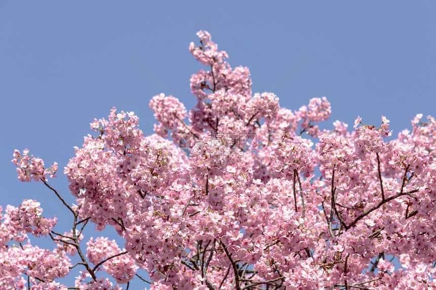 东京美丽的樱花树图片
