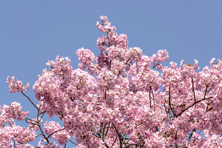 东京美丽的樱花树图片