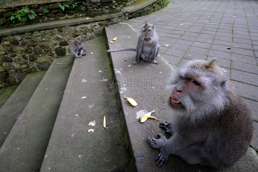 猴子森林图片