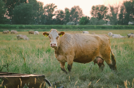 奶牛在夏天草甸吃草图片