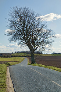 春天有树的小乡间小路图片