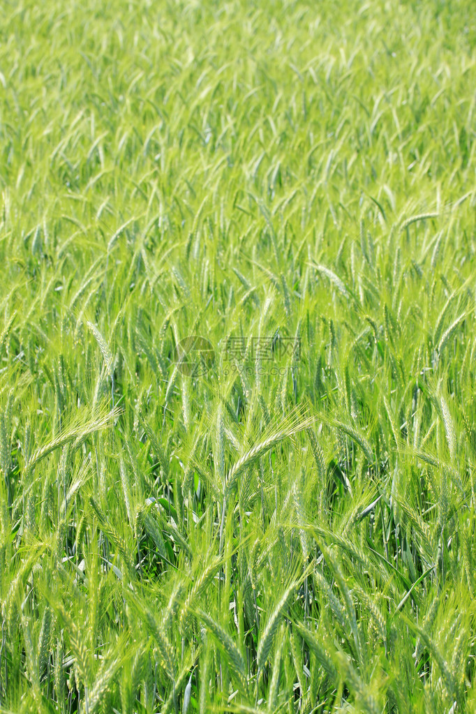 绿地大麦业图片