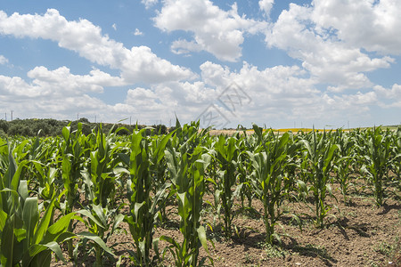 玉米种植图片