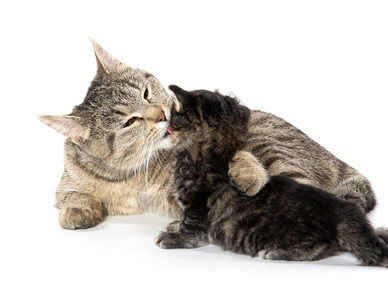 母猫与小猫护理和孤立在白色背景上图片