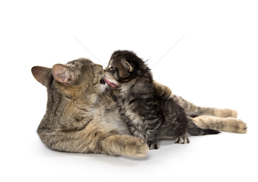 母猫与小猫护理和孤立在白色背景上图片