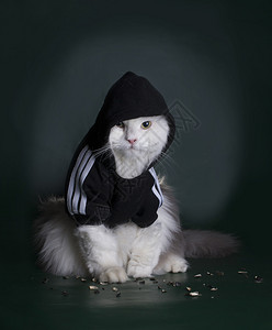 深色背景上带兜帽的危险猫毛皮夹克图片