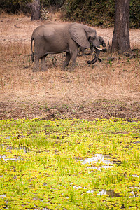 马拉维大草原上的野象图片