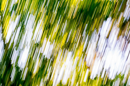 绿色夏日森林的模糊抽象背景图片