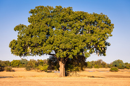 赞比亚典型的香肠树图片