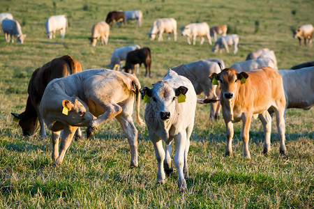 绿草和夕阳上的牛群乡村风光图片
