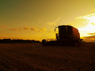 荒废的小麦在农场中心结合收割早晨黄麦田在日落阴云的橙图片