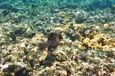 塞舌尔的珊瑚礁和鱼背景图片