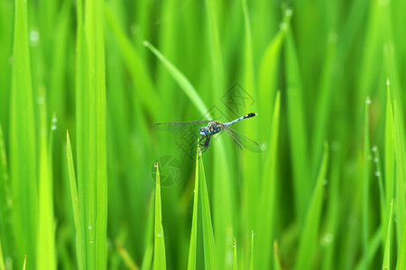 蜻蜓在滴露的稻田里图片