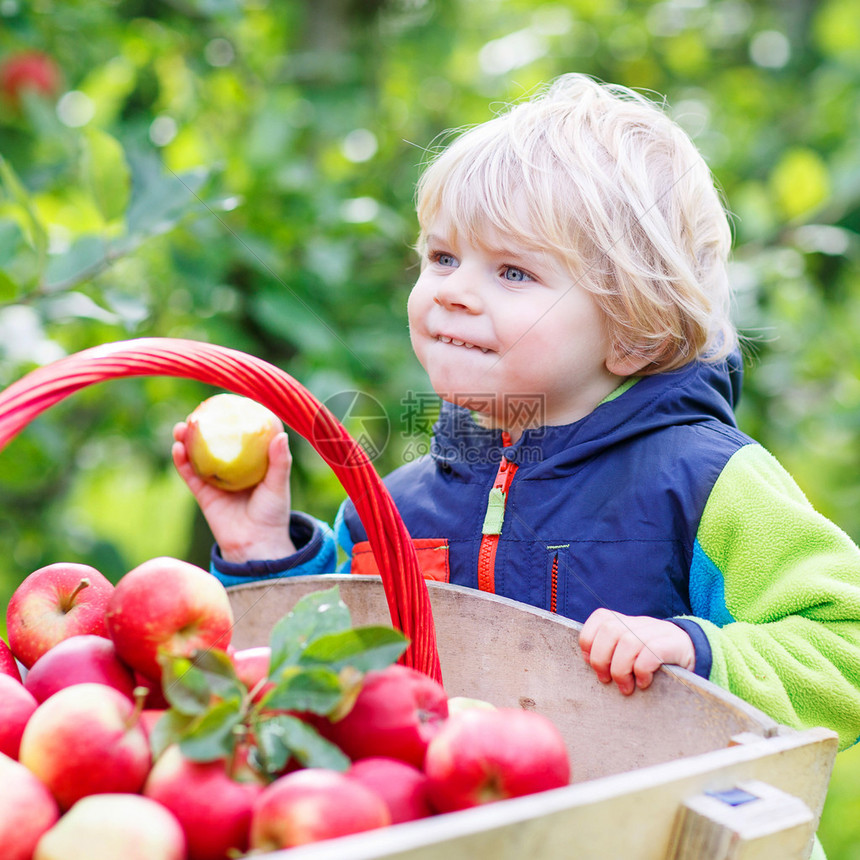 可爱有趣的蹒跚学步的男孩用红苹果推着木制手推车图片