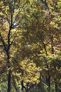 树林里美丽的秋树背景图片
