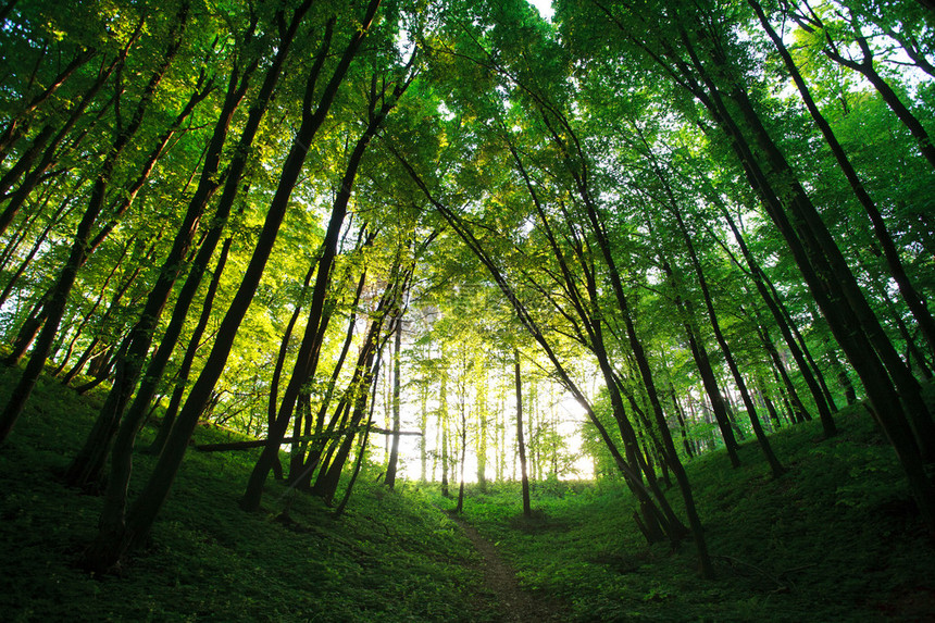 太阳背光下的神秘夏日绿色森林图片