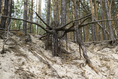 森林沙中大树的根系图片