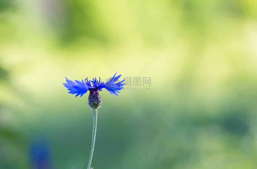 蓝色矢车菊开花的特写野花的自然背景图片
