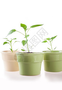 白色背景中的小植物辣椒高清图片