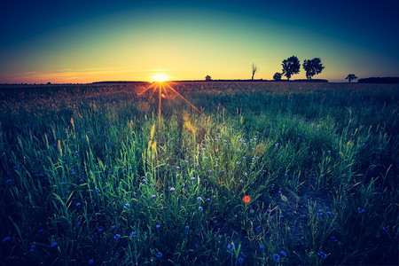 绿色黑麦田景色的古老照片日落时图片