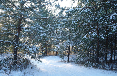 用白霜和雪盖的树图片
