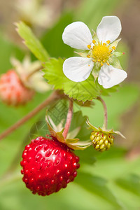 有绿叶的野草莓植物图片