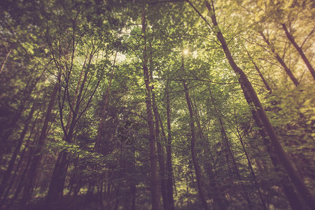 绿色夏日欧洲森林的古老照片油光图片