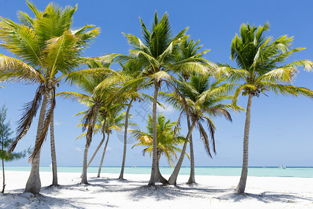 热带岛屿海滩清蓝水沙子和棕榈树美丽的度假地点休息处理和恢复部队背景图片