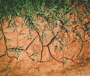 在干旱沙漠和干旱沙漠之间的裂缝间生图片