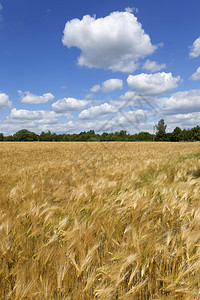 成熟大麦的夏田图片