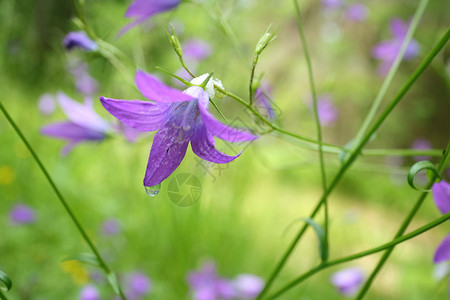 夏季森林中五颜六色的风信子花图片