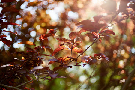自然背景美丽的秋天树图片