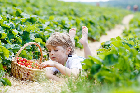 有趣的学龄前男孩在有机生物浆果农场采摘和吃草莓图片
