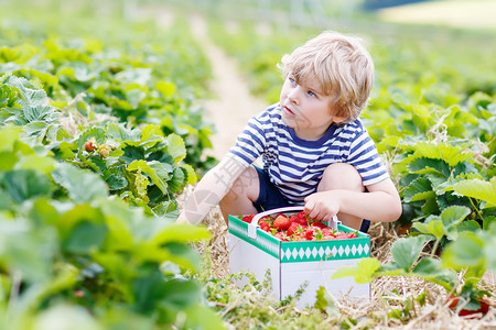 有趣的小男孩在有机生物浆果农场采摘和吃草莓图片
