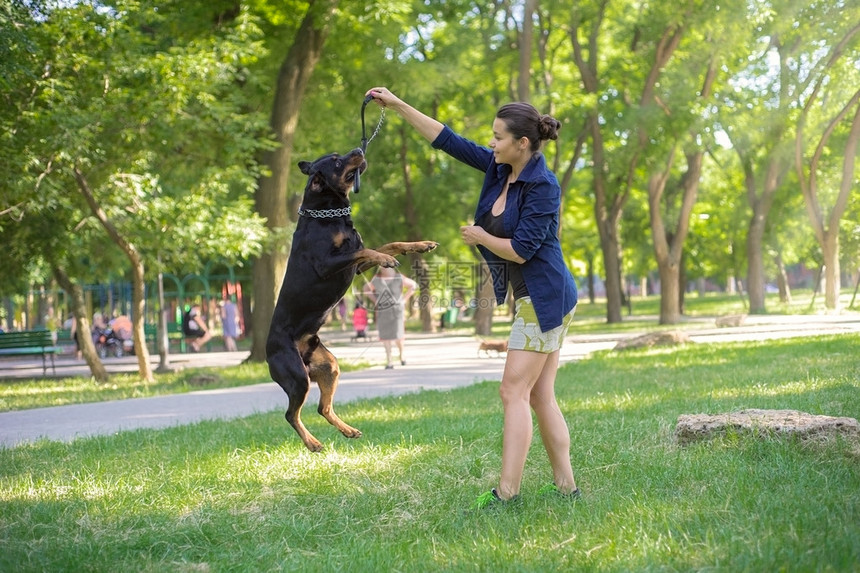 罗威纳犬在公园里接受训练图片