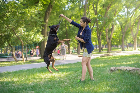 罗威纳犬在公园里接受训练图片