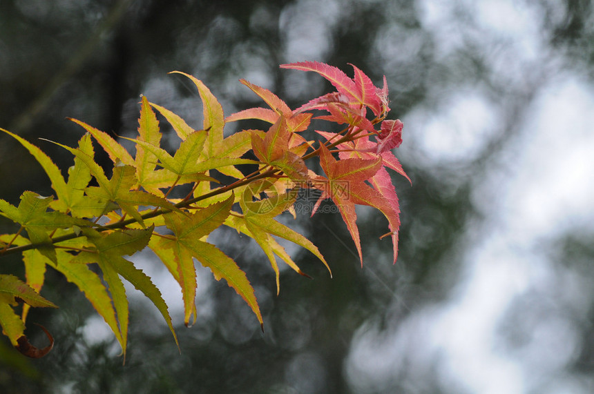 秋天的红绿枫叶图片