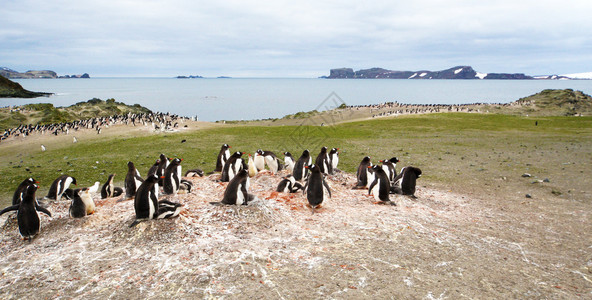 南极洲绿海岸的根陀罗企鹅群Pygoscelis图片