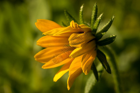 RudbeckiaHirta花Asteraceaesppkwnon的宏包图片