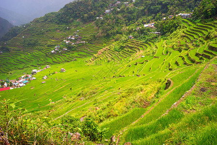 菲律宾巴努埃省Ifugao省Batad水稻田露天梯田的全景图片