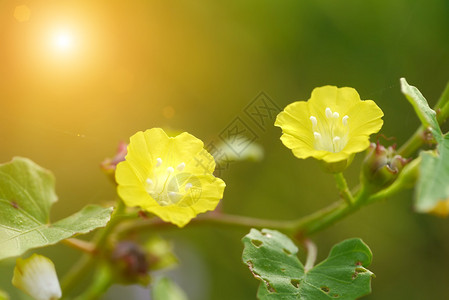 花园里美丽的黄色花朵图片