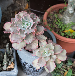 微型多肉植物图片