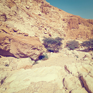 以色列春天的洛基沙漠峡谷绿树Insta图片