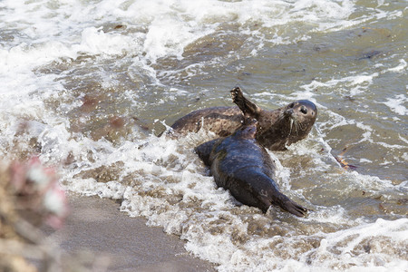 海浪使海豹跌倒和松散的平衡时海图片