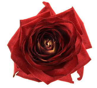 红玫瑰花宏图片