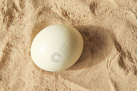 沙滩上的鸵鸟蛋图片