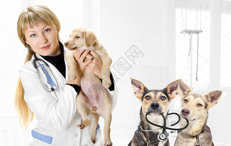 兽医和小狗在诊所图片